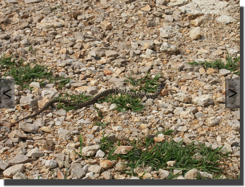 Elaphe quatuorlineata